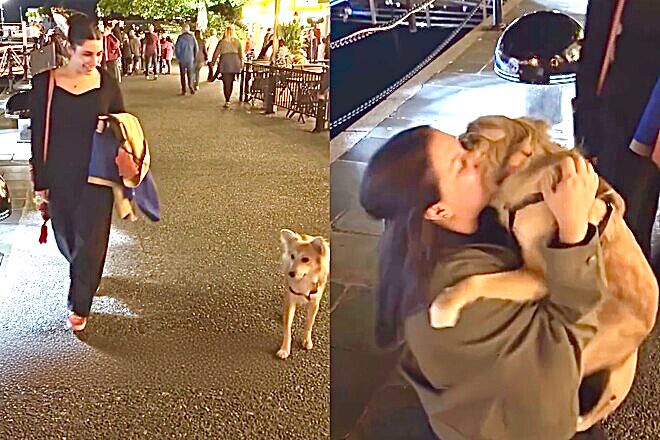 Após muito tempo, moça reencontra cão que resgatou da rua e gratidão do pet emociona