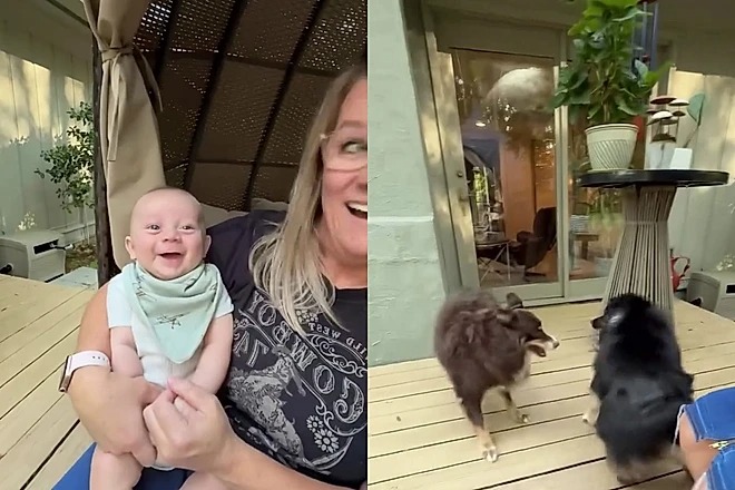 Momento perfeito: primeira gargalhada de bebê veio da brincadeira de dois cachorros