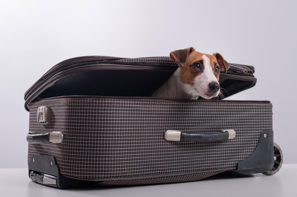 Veja os cuidados necessários com seus pets quando você está mudando de casa