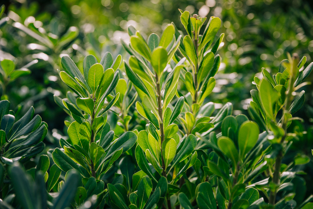 Veja a planta milagrosa que cresce em qualquer lugar e nunca para de dar frutos