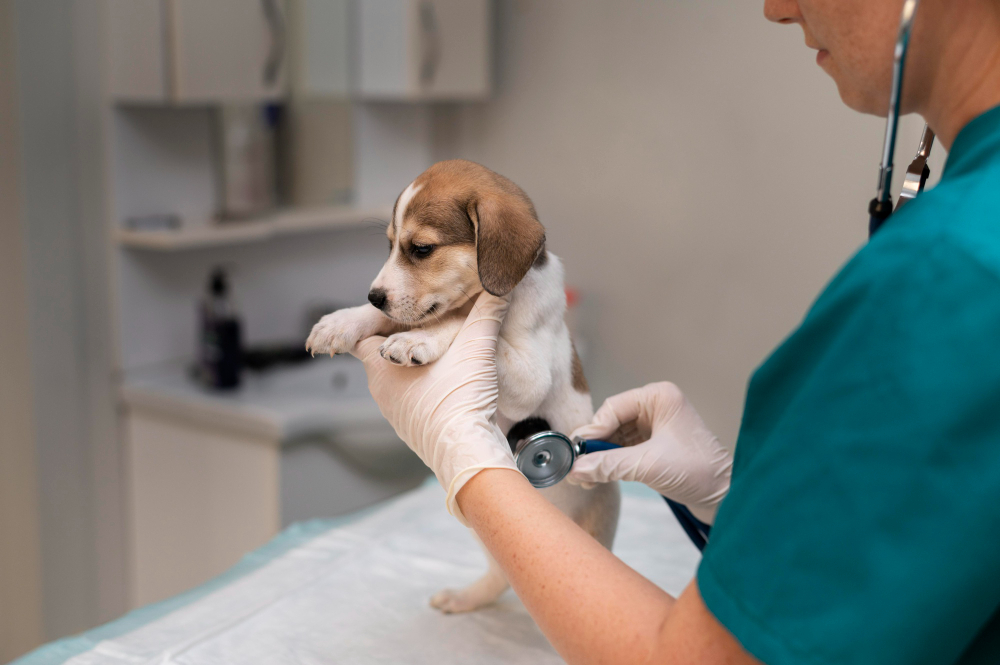 Câncer em pets é mais comum do que se pensa: veja 5 mitos sobre a doença em animais