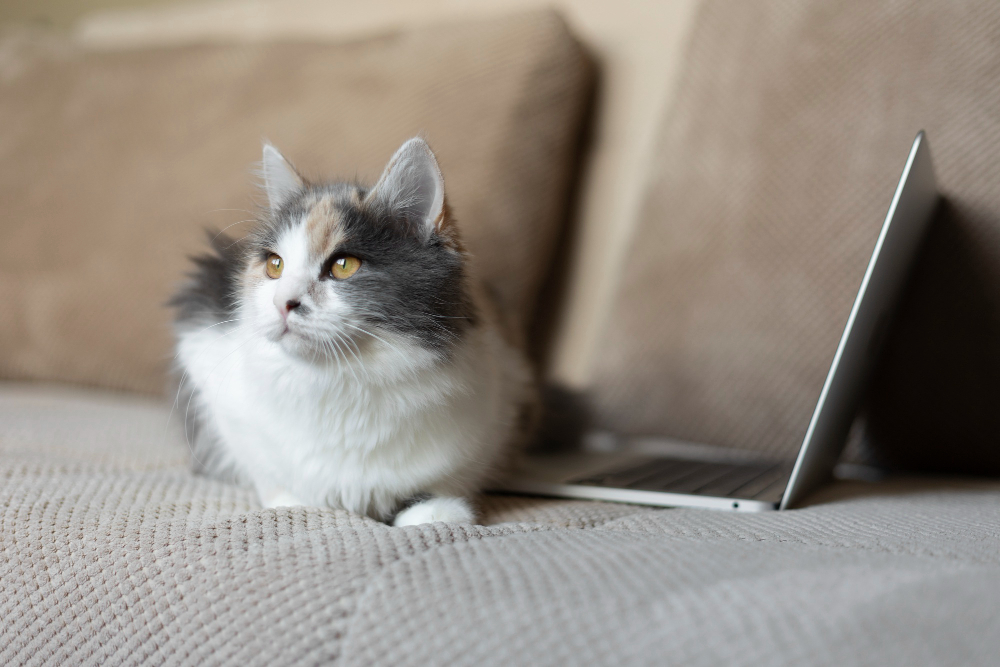 Saiba como proporcionar bem-estar ao felino dentro de casa ou de apartamento