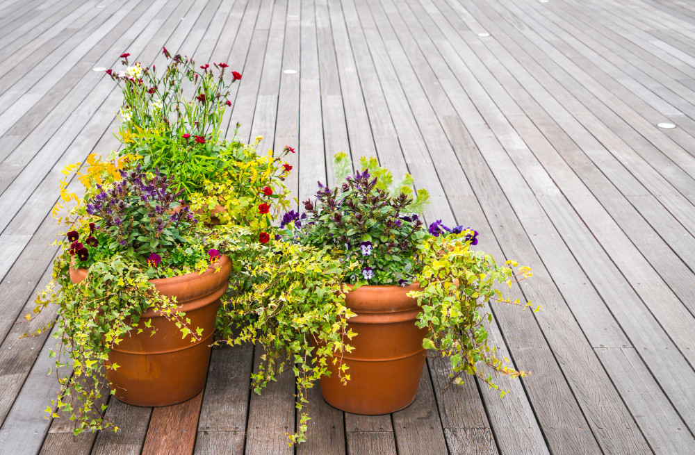 Conheça as 3 flores para plantar em outubro que são ideais para iniciantes