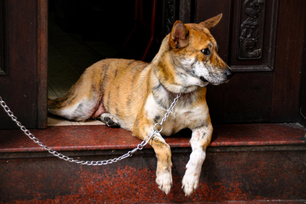 Vereadora apresenta projeto que proibe ter animais acorrentados nas casas de Franca