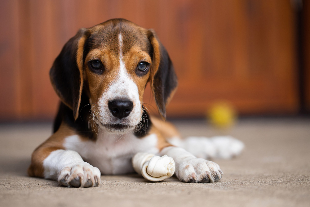 Conheça as dicas para cuidar de animais de estimação idosos com saúde e conforto