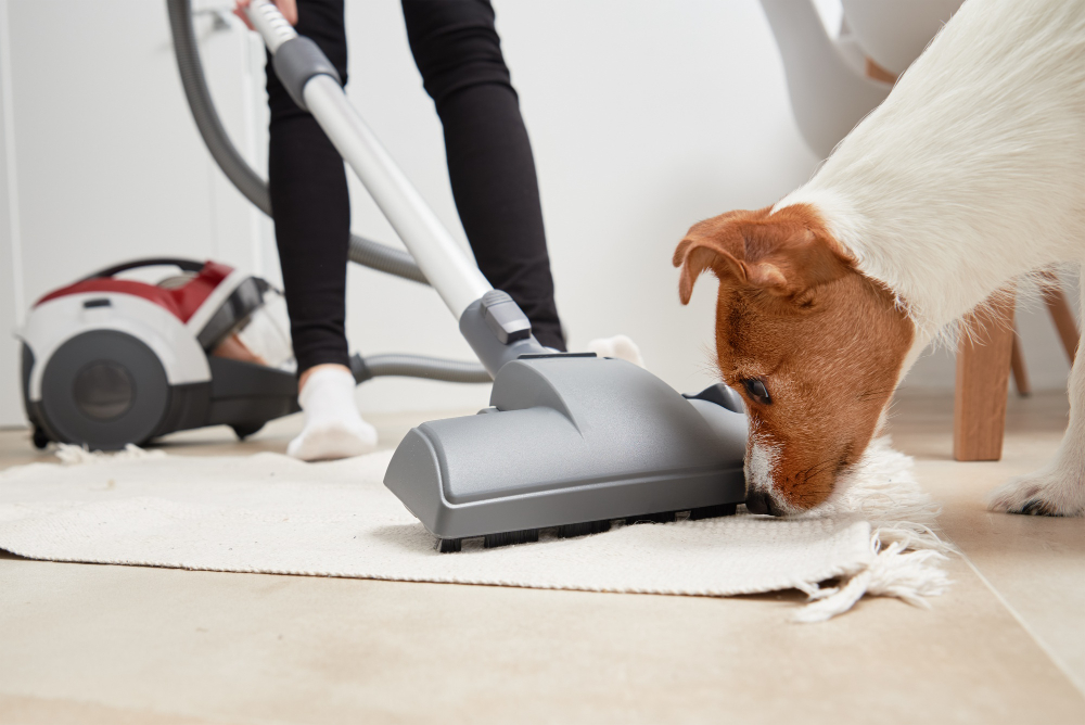Confira seis dicas para manter sua casa limpa e segura para seu animal de estimação