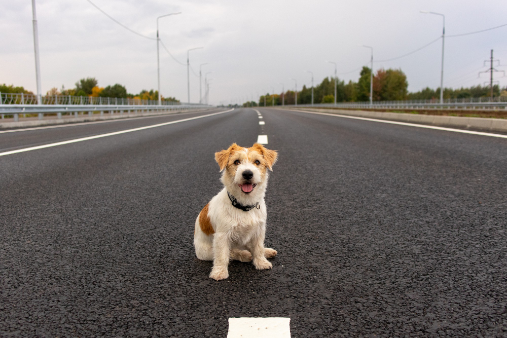 Veja o que a concessionária faz com os cães resgatados na rodovia Cândido Portinari