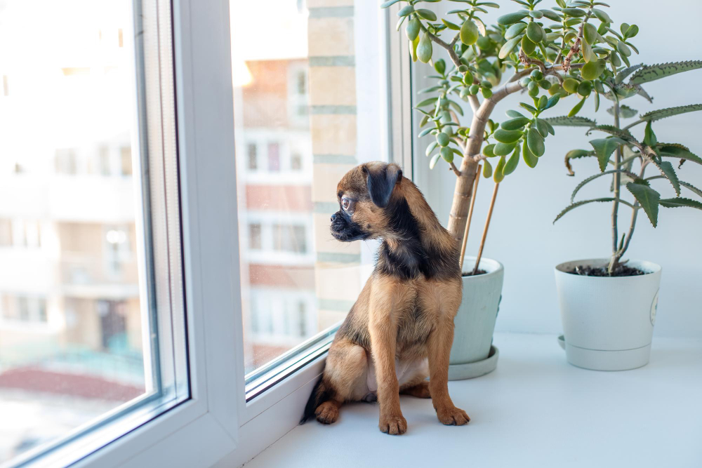 Veja o tempo máximo que o cachorro pode ficar sozinho em casa, segundo veterinários