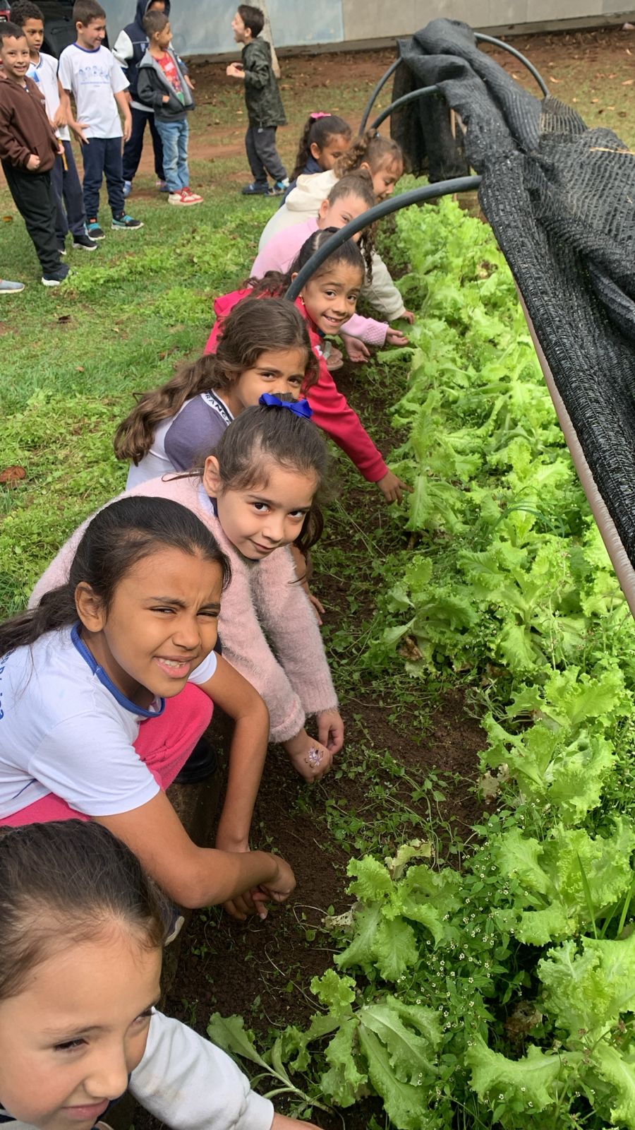 Projeto educacional em Franca ensina alunos a cultivar hortaliças e empreender