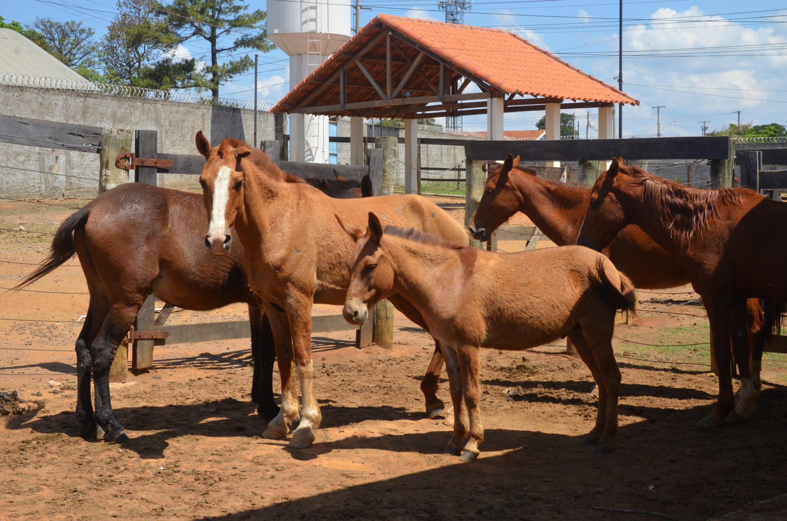 Onze animais de grande porte são recolhidos em operação conjunta em Franca