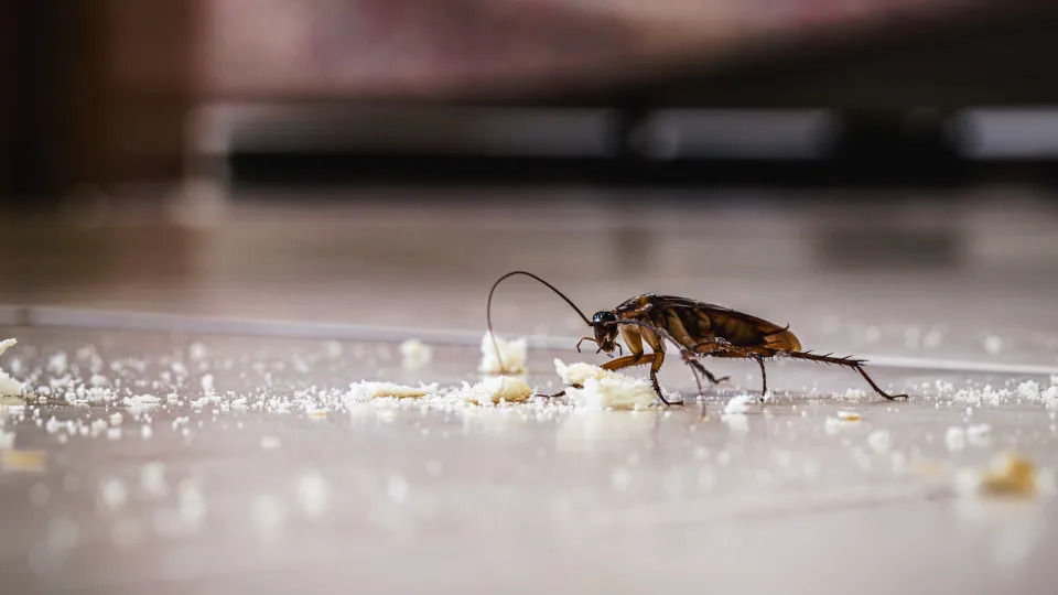 Veja seis hábitos comuns dentro de casa que podem atrair baratas e ratos