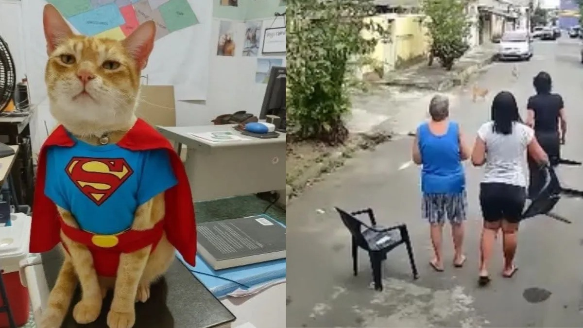 Vídeo mostra gato corajoso salvando sua tutora idosa de um ataque de pitbull