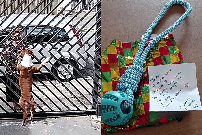 Cão fica feliz com seu presente, mas é a mensagem escrita no cartão que emociona