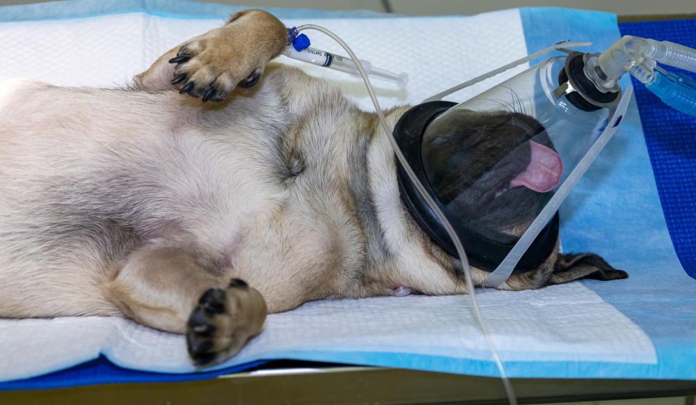 Unifran lança banco de dados de doadores de sangue para pets na região de Franca