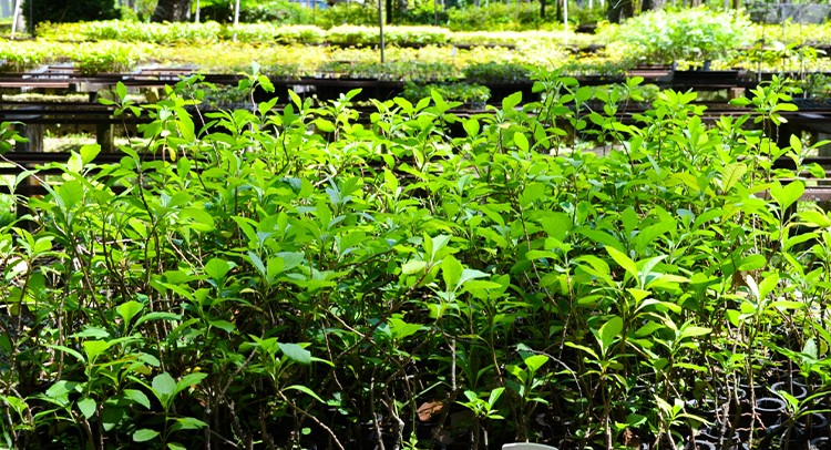 Fussol e Unifran realizam Oficina de Plantas Medicinais neste dia 3 de dezembro
