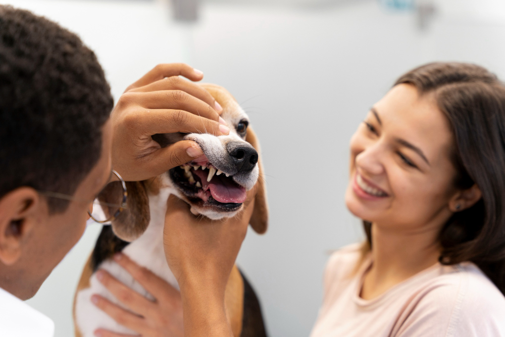 Veja cuidados essenciais sobre o tártaro e como proteger seu animal de estimação