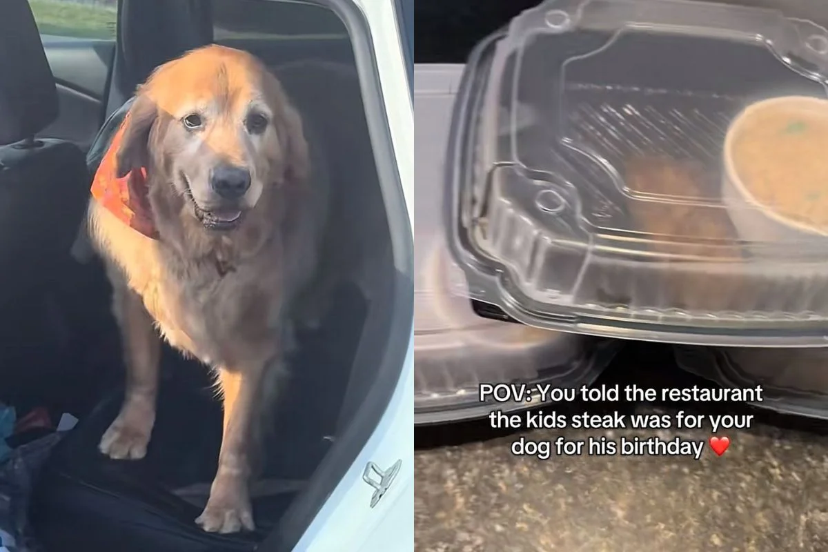 Tutora faz pedido especial para seu cão de estimação e ganha surpresa de restaurante