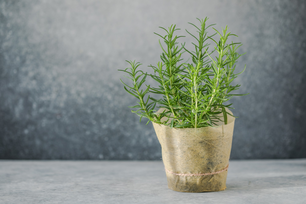 7 plantas que deixam sua casa muito cheirosa e não precisam de terra para crescer!