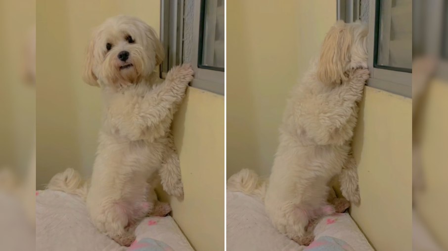 Cãozinho “fofoqueiro” é flagrado pela tutora espiando a janela