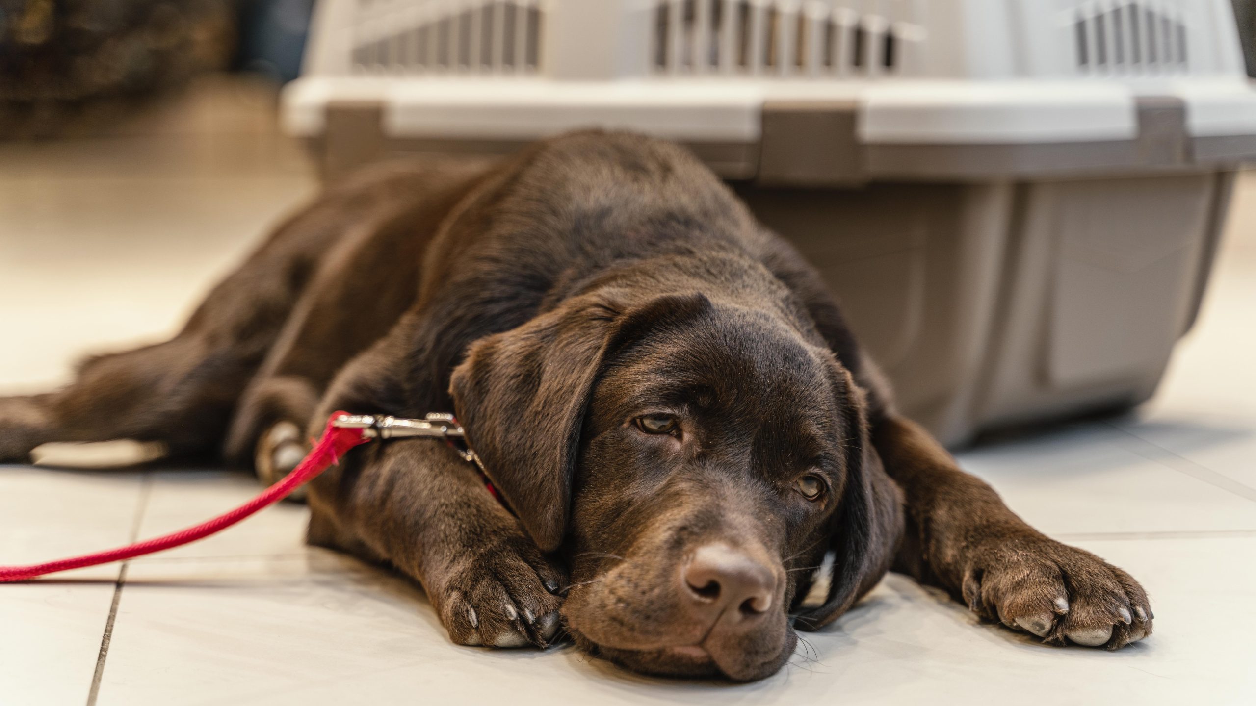Estudo mostra raças de cães com maior risco de câncer canino; veja quais são