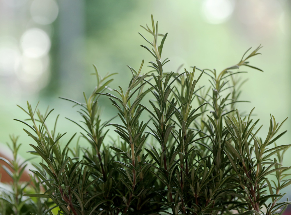 Cultive aconchego: 4 plantas que atraem prosperidade e boas energias para sua casa