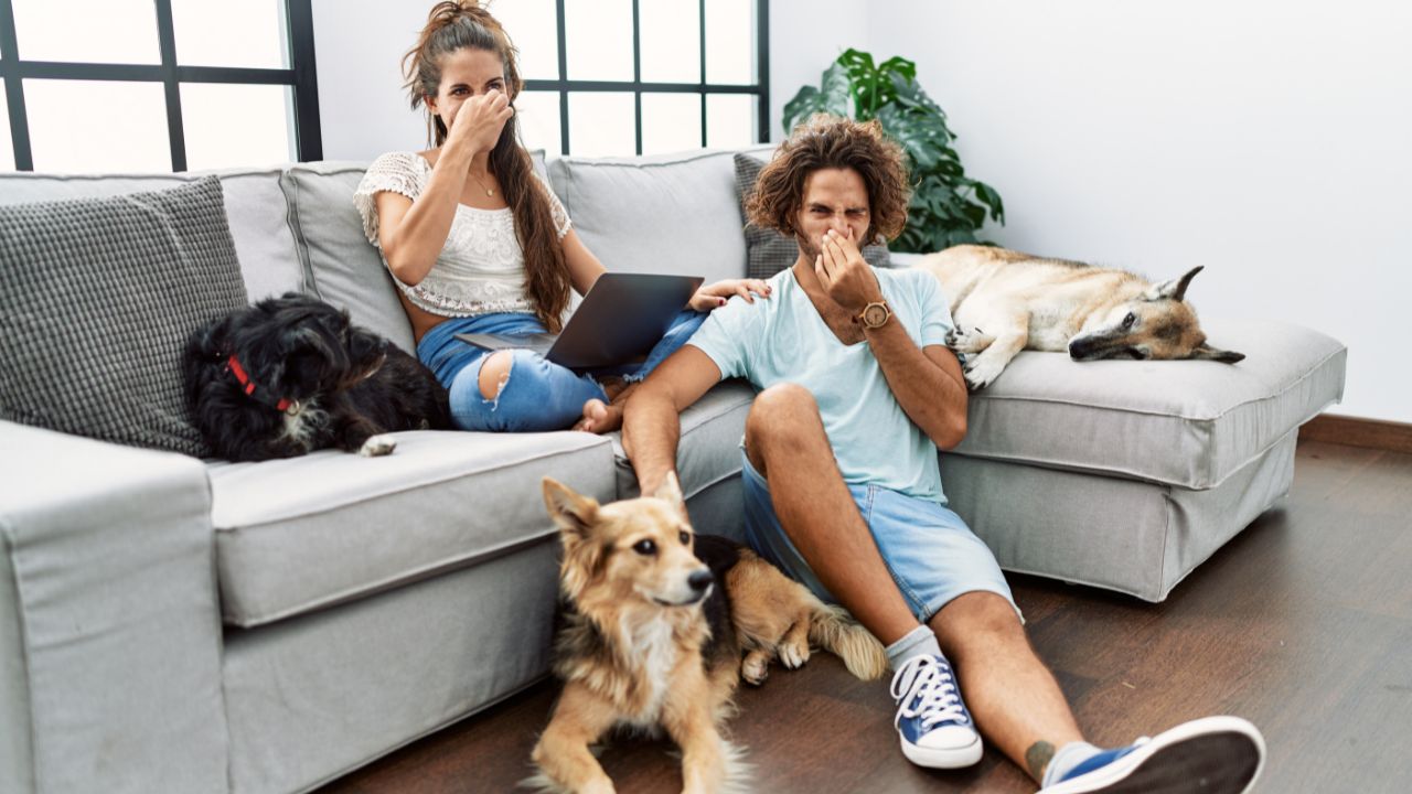 Cheiro de cachorro em casa: aprenda técnicas infalíveis para acabar com o odor!