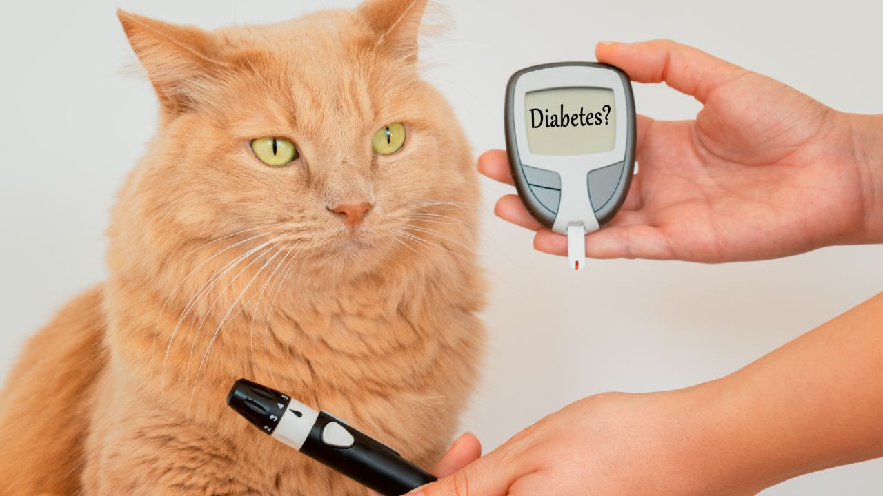Cães e gatos também podem sofrer de diabetes; entenda melhor