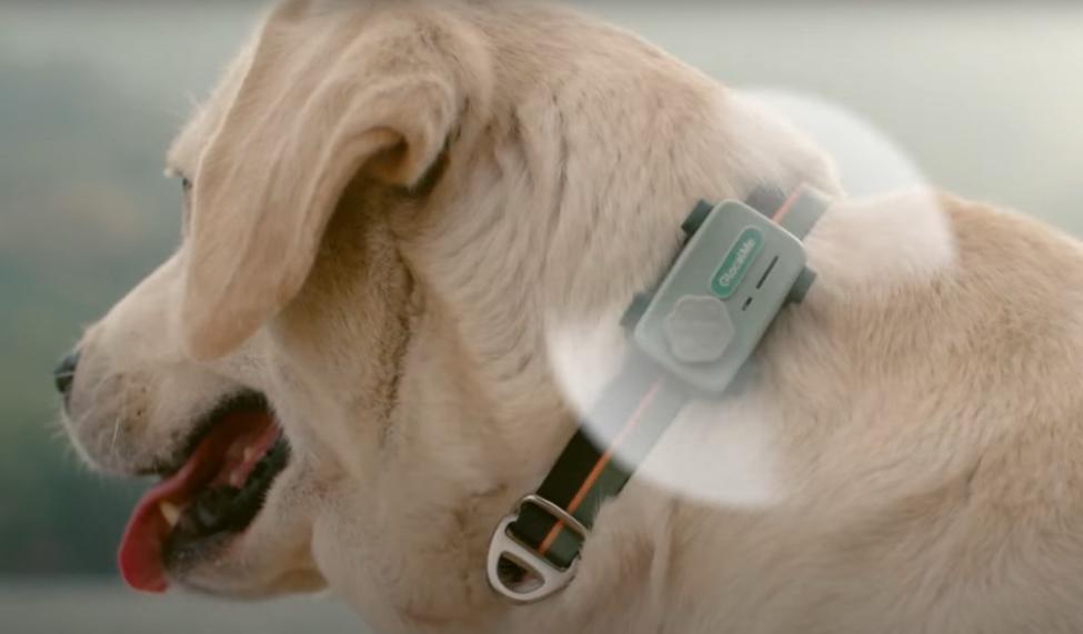 Conheça o Smartphone para pets que faz ligações com o tutor e detecta ansiedade