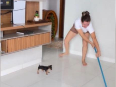 Cachorrinho rouba a cena ao “ajudar” sua tutora a fazer a faxina de casa