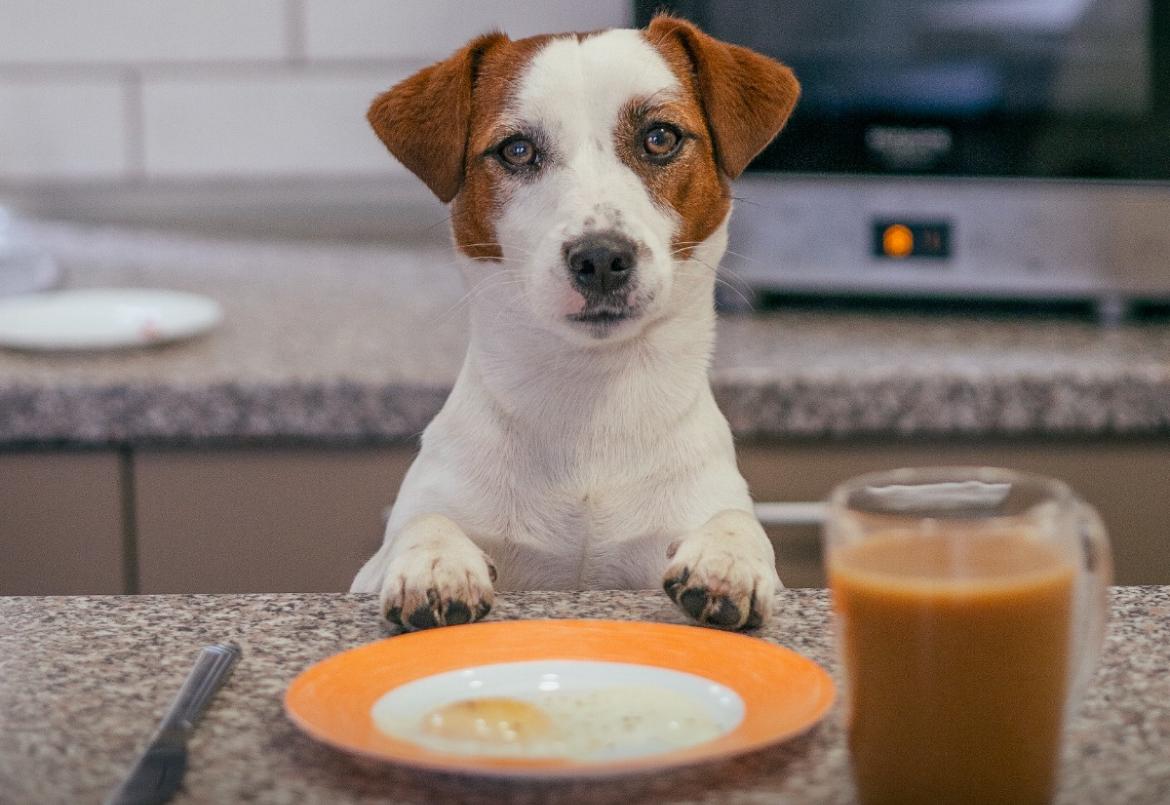 Saiba quais alimentos dos humanos podem ser perigosos para os animais de estimação