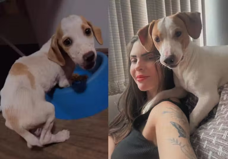 Mulher adota cachorro magrinho que vivia na rua, cuida, dá amor e ele fica lindo