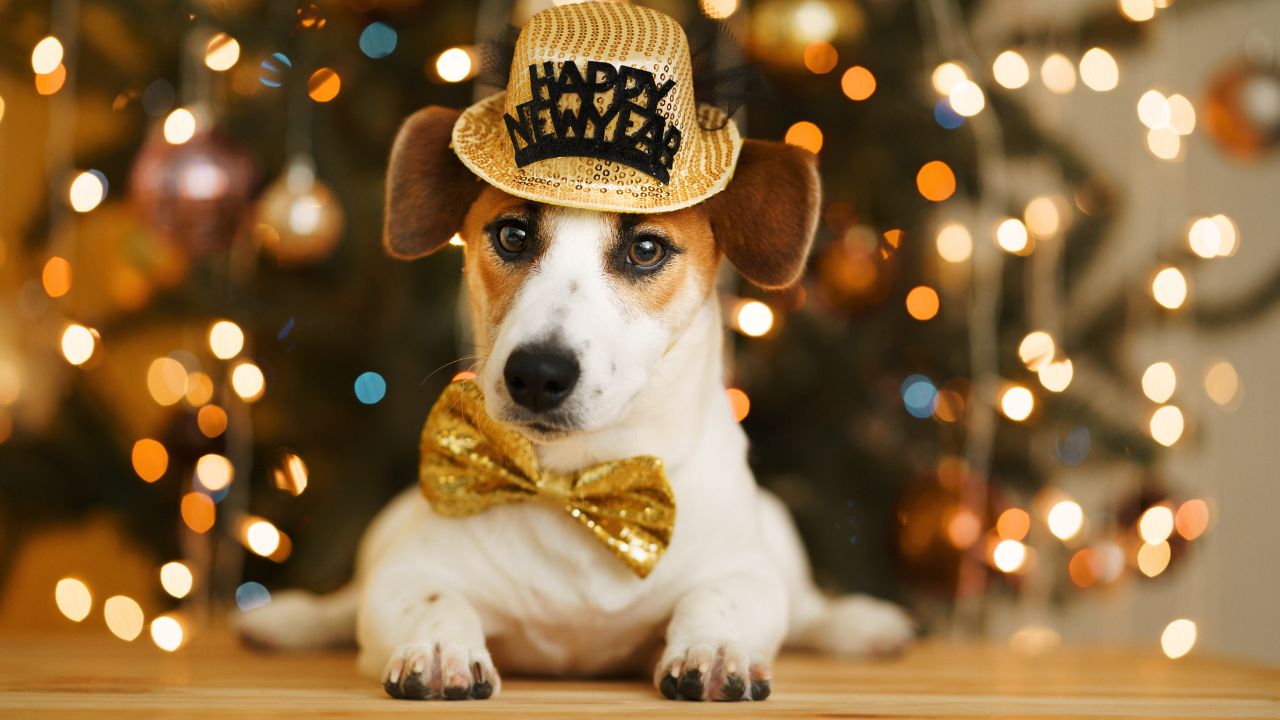 Confira 5 itens que não podem faltar para seu pet no fim do ano