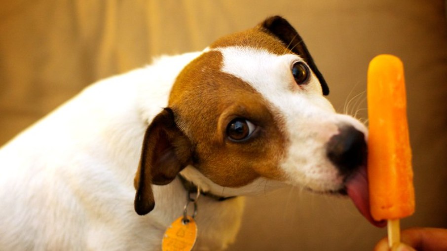 Veja as dicas para preparar sorvetes naturais para os cães de estimação no calor