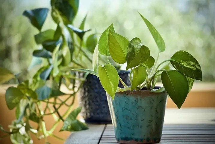 Conheça sete plantas que ajudam a purificar o ar do seu ambiente doméstico
