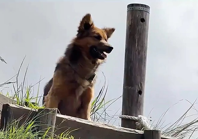 Durante 3 dias cão protege menino perdido em morro e o mantém aquecido até o resgate