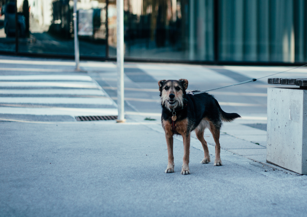 Mais de 4,8 milhões de pets vivem abandonados pelas ruas das cidades brasileiras