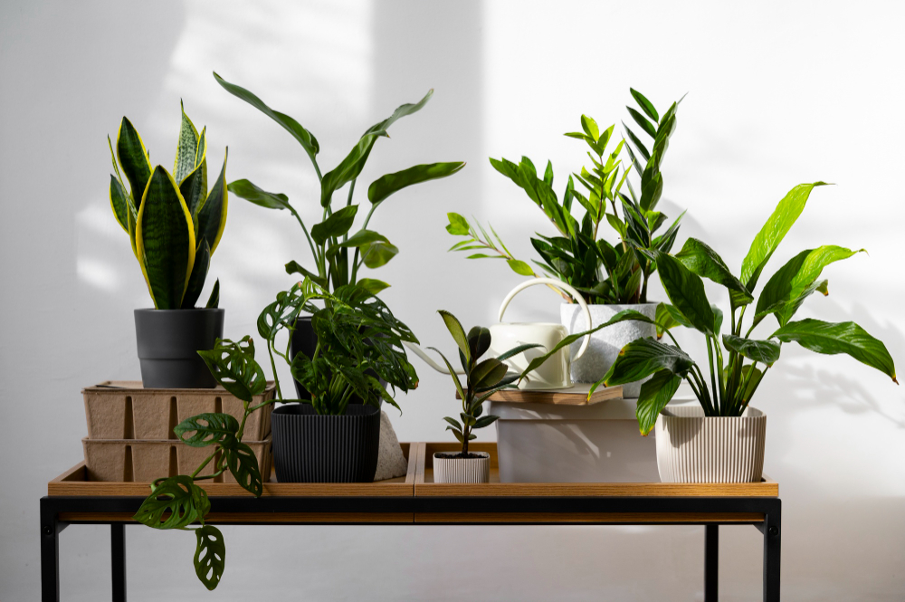 Conheça onze plantas que são ideais para ambientes caseiros com pouca luz