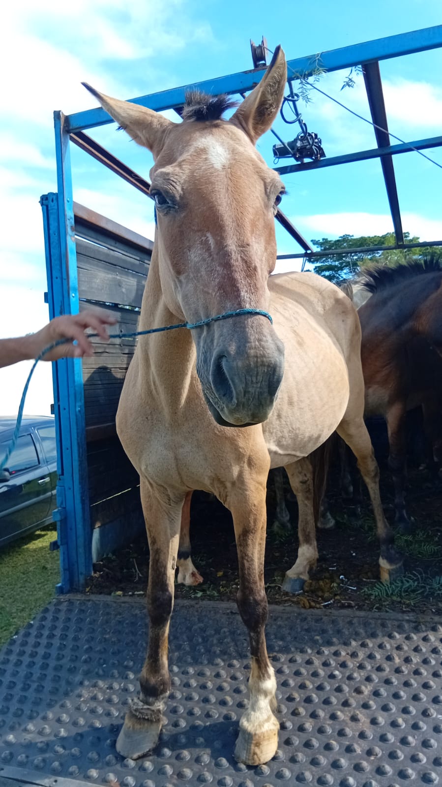 Ação conjunta retira 12 animais de grande porte soltos na Zona Norte de Franca