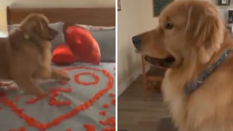 Golden retriever atrapalha surpresa romântica e cena viraliza na internet; assista