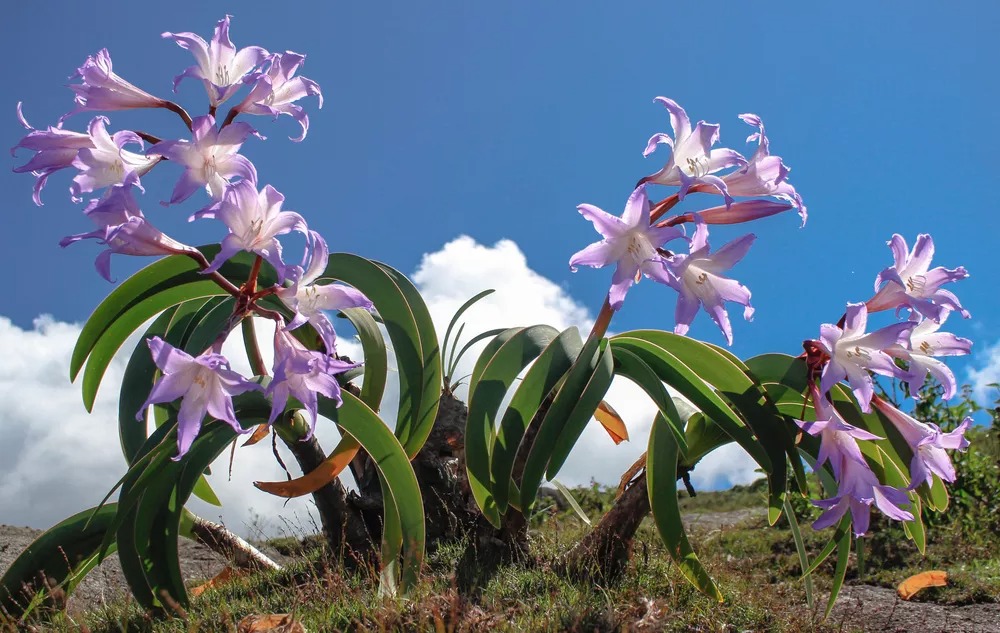 Planta brasileira entre as mais caras do mundo pode estar brotando no seu jardim