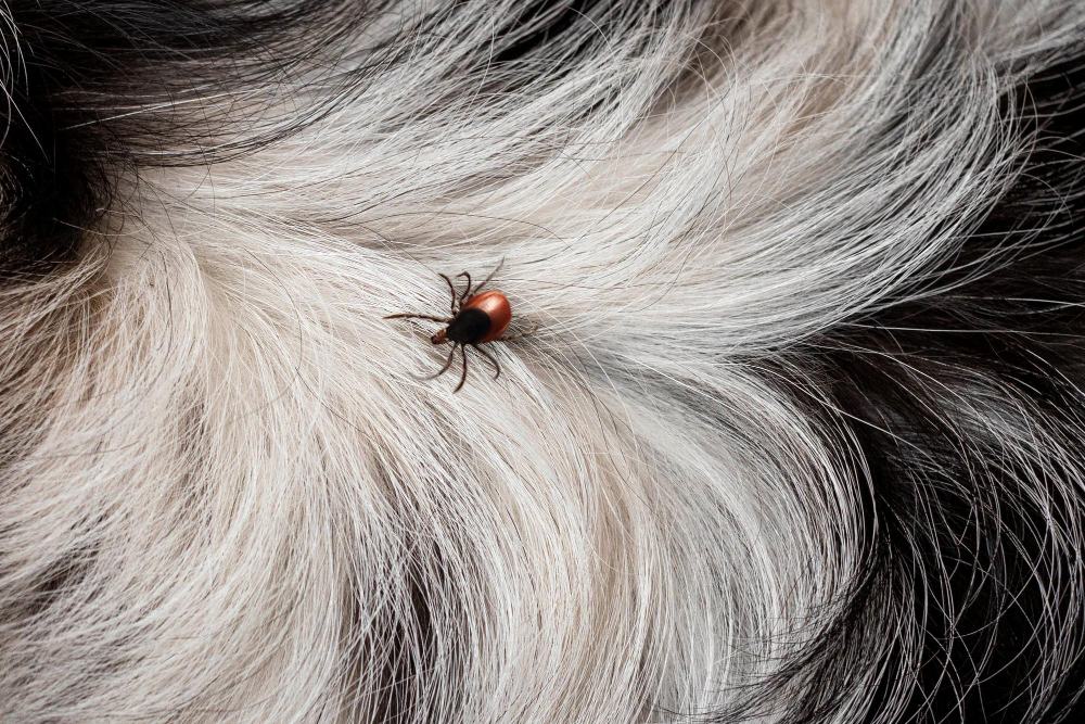 Pulgas: inimigos minúsculos que causam grandes danos à saúde da pele dos pets