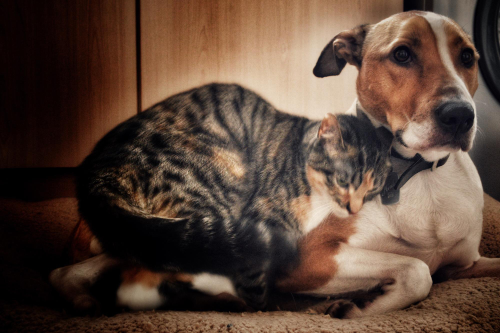 Ansiedade e depressão em pets: reflexo do estilo de vida dos tutores dos animais