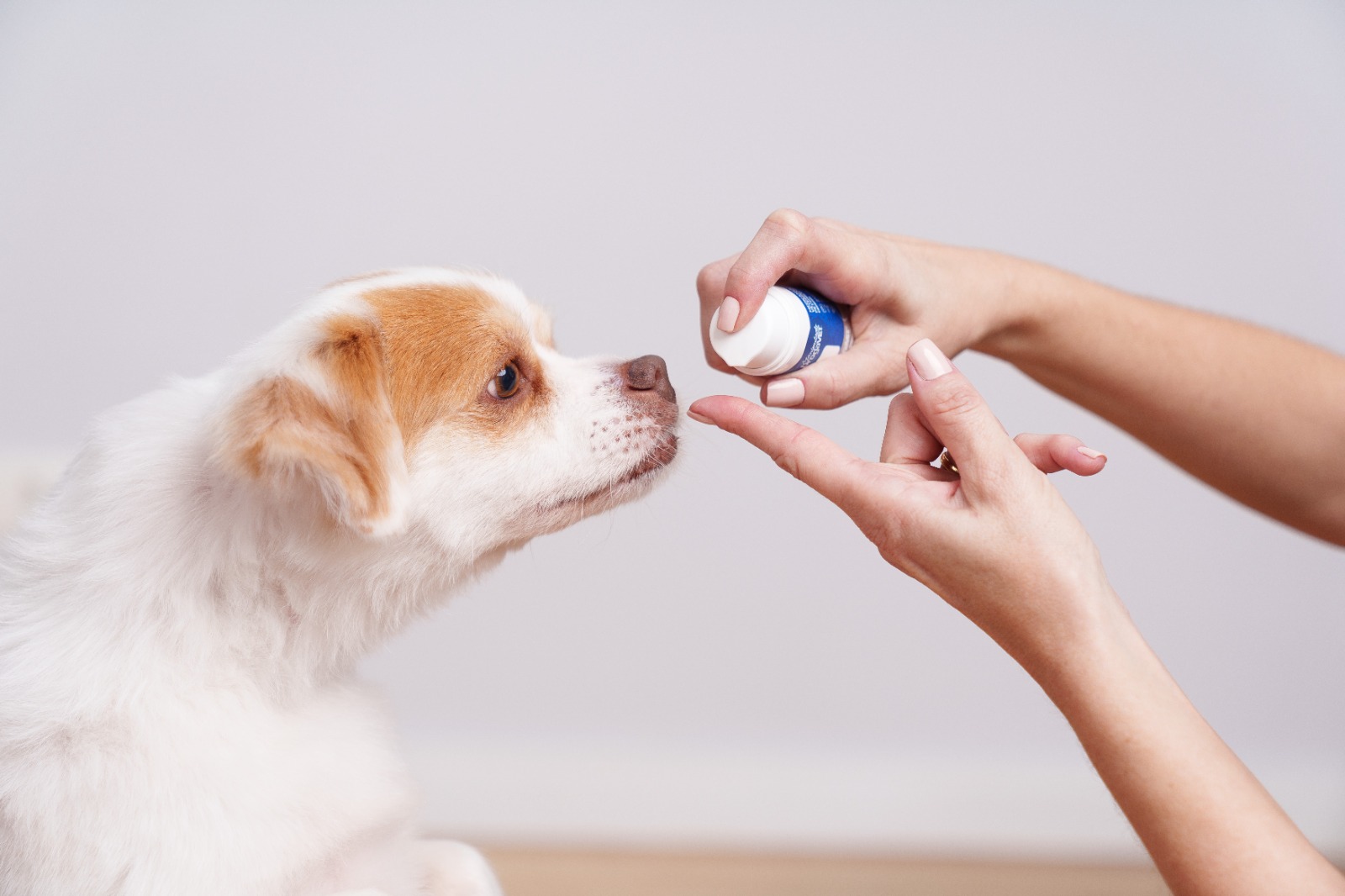 Depressão, estresse e agressividade: como identificar e prevenir transtornos em pets