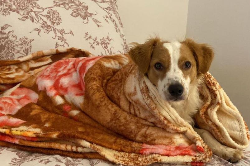 Veja o site para fazer denúncia de maus-tratos contra animais em todo estado de SP