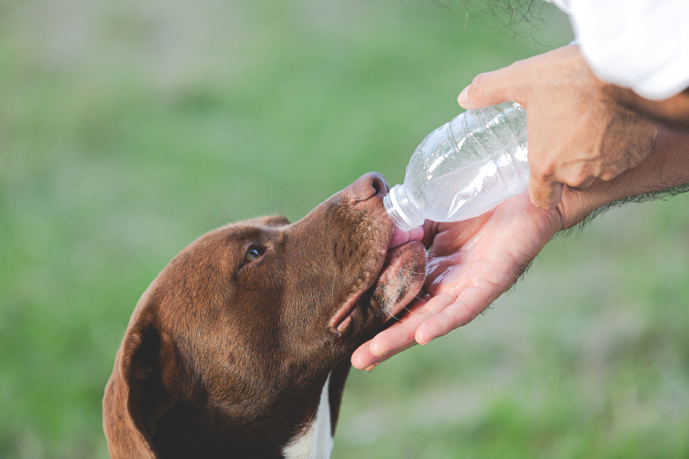 Como estimular a hidratação dos animais de estimação nesta época mais quente do ano?