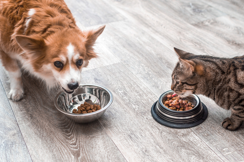 Alimentação dos pet: especialistas dão explicação para os mitos mais comuns