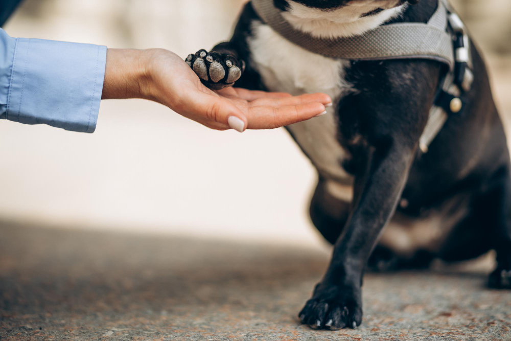 Verão: como proteger as patas do seu pet dos pisos quentes durante os passeios