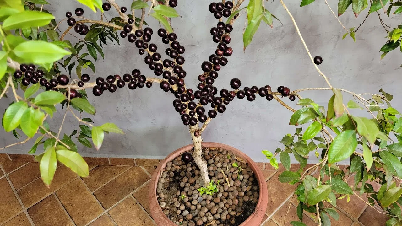 Conheça o truque simples que faz pé de jabuticaba produzir frutos em até 30 dias