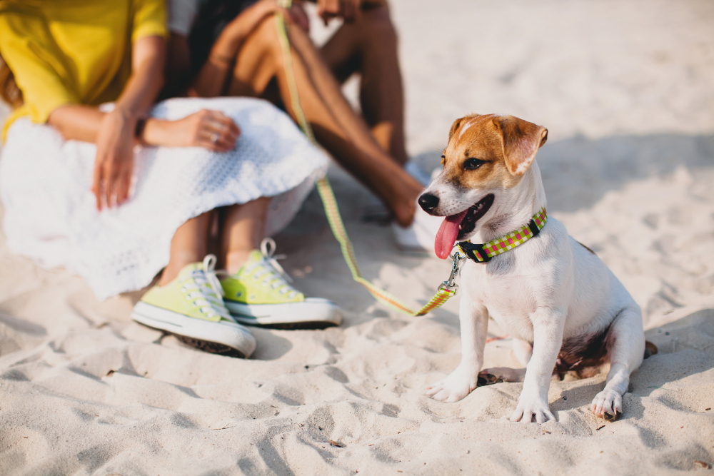 Especialistas alertam para cuidados com a saúde dos animais durante férias na praia