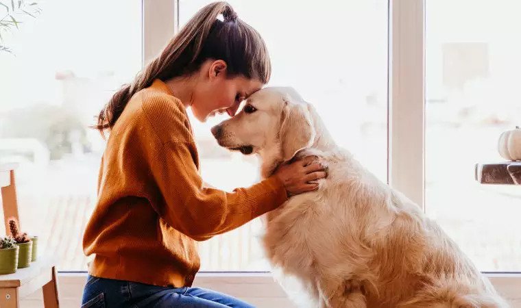 Seu cachorro tenta falar com você? Veja como entender os sinais